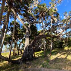 Uralter Baum am Seeufer