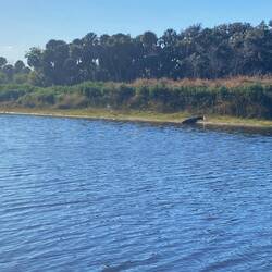 Und dann doch der erste Alligator in freier Wildbahn