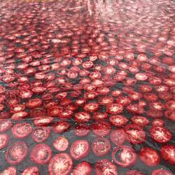 Hier trocknen die Tomaten