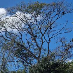 Howler monkeys make a very strange sound