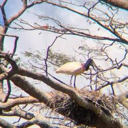 This bird is 5ft 2 tall