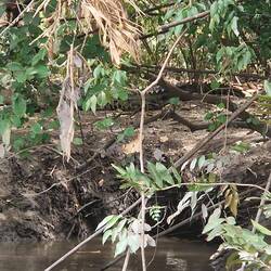Spot the croc