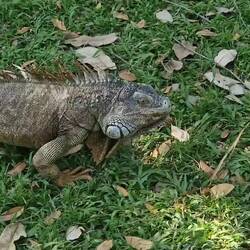 Iguanas