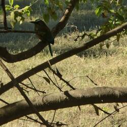 Kingfisher