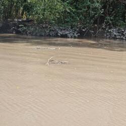 Look closely to find the croc in the water