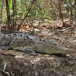 Mr Croc