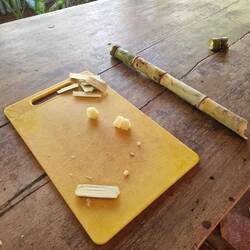 Sugar cane
