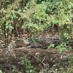 Spot the croc..amazing camouflage