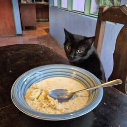 Morgens Abschied von unserer ,Hauskatze'