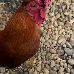 Ein ganz kuscheliger! Christians Hahn José Cacao