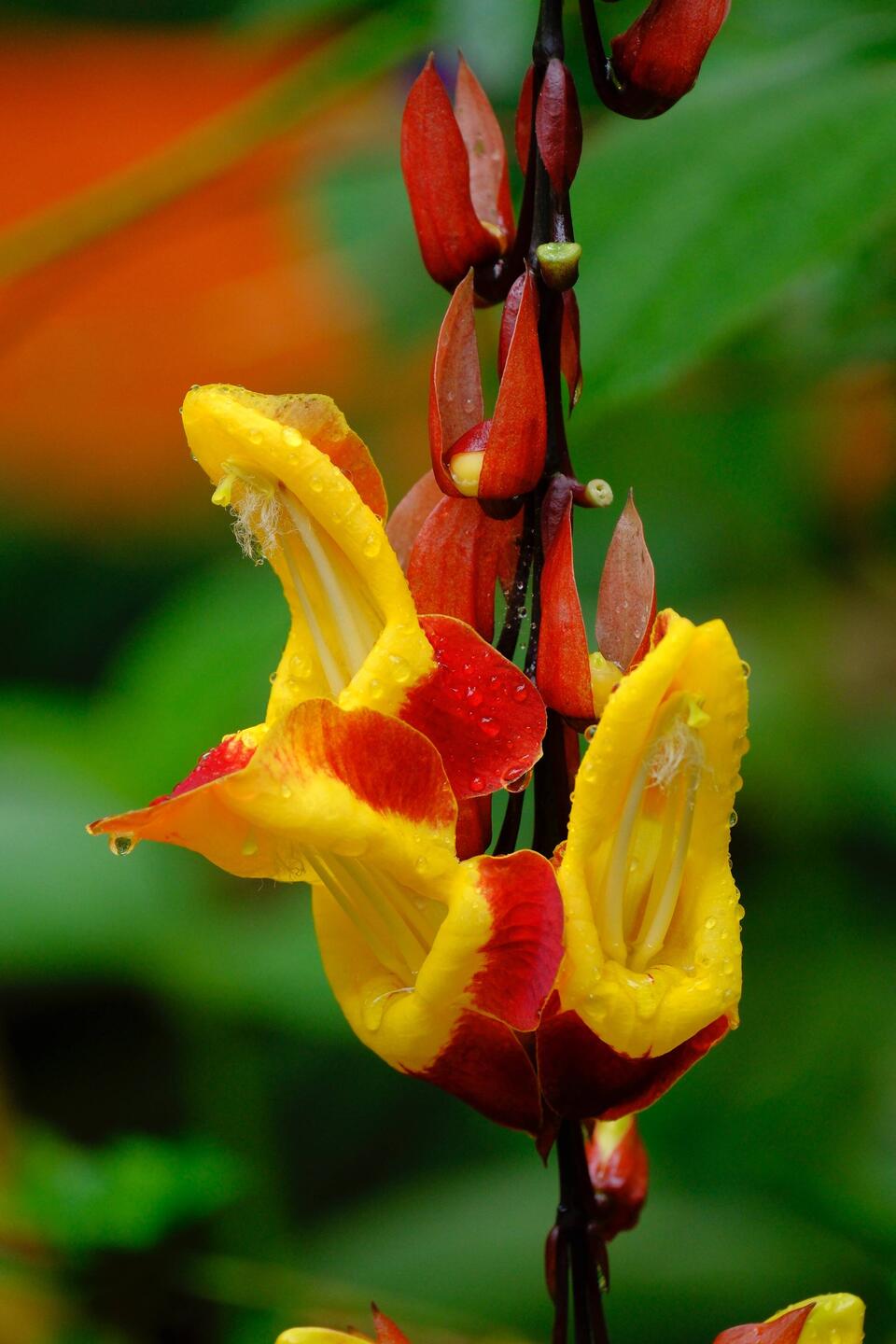 Urwaldgarten mit vielen Blüten...