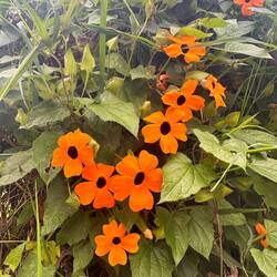 Kapuzinerkresse überall!