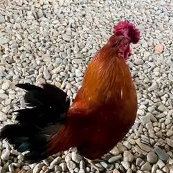 Er ist sooo lustig!!!