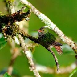 Kolibri im Garten der Finca