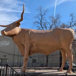 Worlds largest longhorn