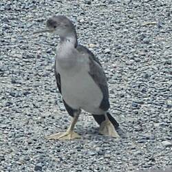 Kormoran vor uns auf der Straße