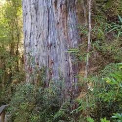 Froschquaken als Hintergrundgeräusch