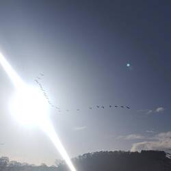 Geese flying in front of Beeston Castle