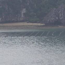 Vermutlich Austernzucht