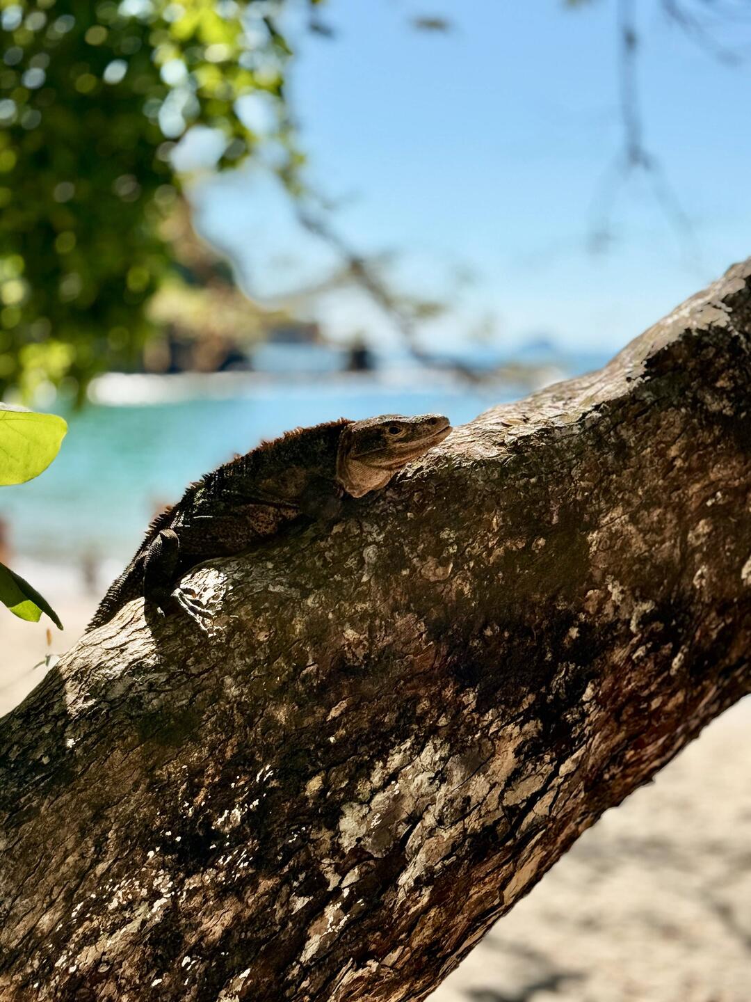 Im Manuel Antonio NP