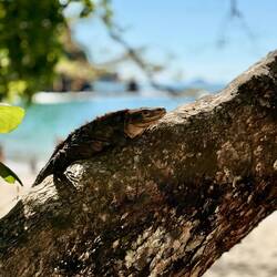 Im Manuel Antonio NP