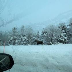 Unser erster Elch 😍