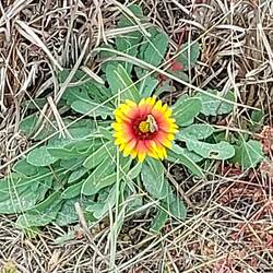 Tatsächlich so warm das noch Insekten unterwegs waren.