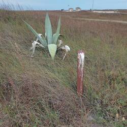 Die Yucca war die einzige Pflanze an ihrem Pfosten.