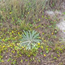 Die Pflanze war mindestens 200 Meter von ihrem Pfosten weg.