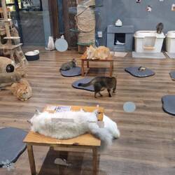 Cat Café, das findet jetzt bestimmt keiner schlimm 🙀