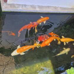 Heutiges Hotel, schön so Koi's