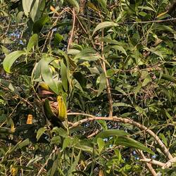 Irgendwelche 🐦 Nester im Baum .. keine Ahnung von welcher Art aber interessant 😀