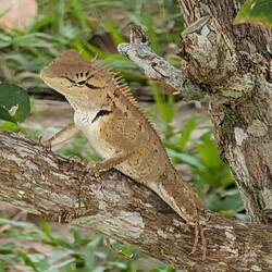 Unser heutiger Zaungast