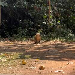 Nördlicher Schweinsaffe