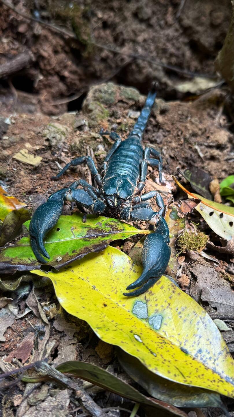 Asiatische Waldskorpion