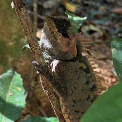 Grossen Stachelagame