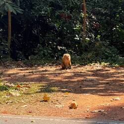 Nördlicher Schweinsaffe