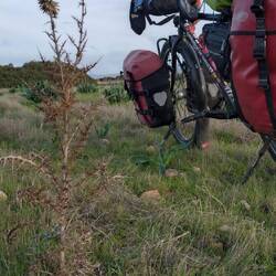 Pflanzen mit zum Glück weichen Dornen. Keine Gefahr für die Fahrradreifen.