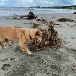 ..einige Hunde leben hier 🐶