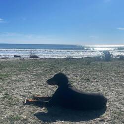 ..die Hundepuppi weiß ganz genau wie GENIESSEN geht 🥰