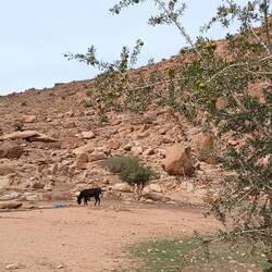 Arganbaum und Esel im Hintergrund