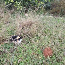 Leni mit Wolli im Regen unterwegs