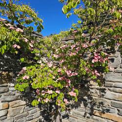 Japanischer Blumen-Hartriegel