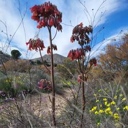 ...unbekannte Pflanze.