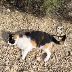 Leni zeigt uns einige Rollen. 🐈