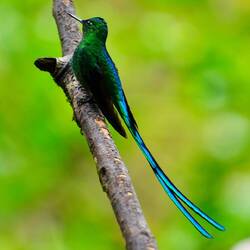 Himmelssylphe (Long-tailed Sylph): Unverkennbar durch den extrem langen, glitzernden blauen Schwanz