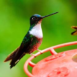 Kollarkolibri (Collared Inca): Ein recht großer Kolibri mit auffällig weißem Brustfleck
