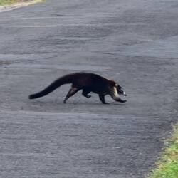 A whole load of these ran across the road
