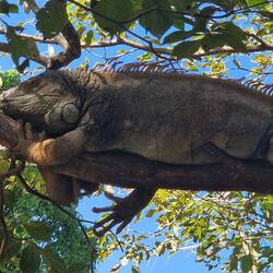 An iguana