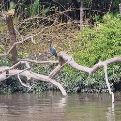 Spot the heron...amazing camoflague